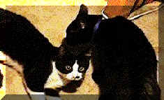 Minniemol.jpg (32685 bytes)